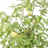 Bishop´s Crown Chilisamen 