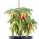 Black ´n´Red Chilisamen 