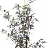 Black coban Chilliseeds 