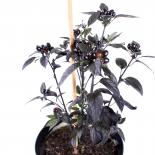 Black Pearl Chilliseeds 