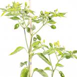 Brazilian Red Olive Chilliseeds 