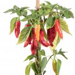 Buenos Caribe Chilliseeds 