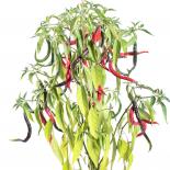 Cabe Keriting Chilliseeds 