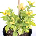 Cachos Peach Long Chilisamen 