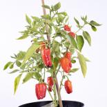 Cajun Belle Chilliseeds 