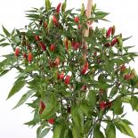 Calabria  Chilliseeds 