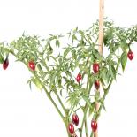 Catarina Chilliseeds 