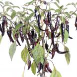 Cayenne Lilac Chilliseeds 