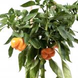 Cacho de Cabra Chilisamen 