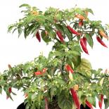 Challuaruro Chilliseeds 