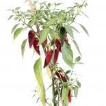 Chilcostle Chilisamen 