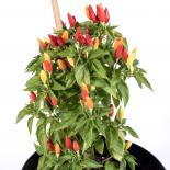 Chinese Flame Chilliseeds 