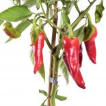 Chinese Wall Chilliseeds 