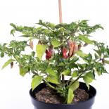 Clavo red Chilliseeds 