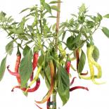 Comets Tail Chilliseeds 