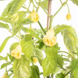 Cream Fantasy Chilliseeds 