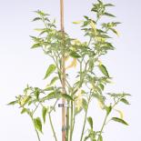 Curly Blonde Chilisamen 