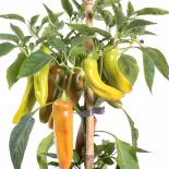 Deliah Gigant Long Chilliseeds 