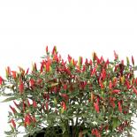 Demon Red Chilliseeds 