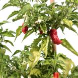 Devil's Brain Chilisamen 