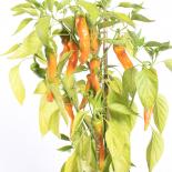 Doux Long d´Antibes Chilliseeds 