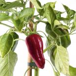 Dulce de Espana Chilliseeds 