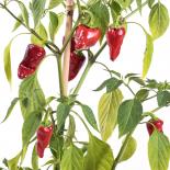 Escondida Chilliseeds 