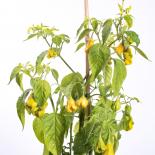 Fatalii Gourmet Aji Fantasy Chilisamen 