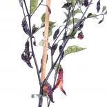 Fantomas Multicolor Chilliseeds 