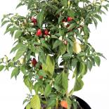 Firecracker Chilisamen 