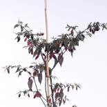 Fluorescent Chilliseeds 