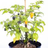 Fogon Chilliseeds 