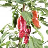 Friariello Nocera Chilliseeds 