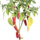 Füszer Csipüs Paprika  Chilisamen 