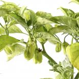 Habanero Big Sun Chilliseeds 