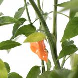 Habanero Manzano Chilliseeds 