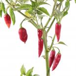 Habanero Maya Red Chilisamen 