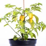 Hainan Yellow Lantern Chilliseeds 