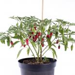 Hinkelhatz Chilliseeds 