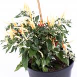 Hot Palette Chilisamen 