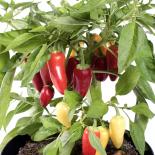 Jalapeno White Chilliseeds 