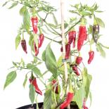 Jemez Pueblo Chilliseeds 