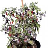 Jigsaw (CPI) Chilliseeds 