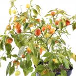 JS Brazilian Fantasy F2 Chilisamen 