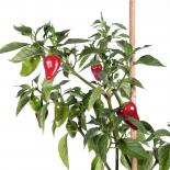 Kampanaki Chilisamen 