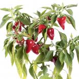 Kardoula  Chilisamen 