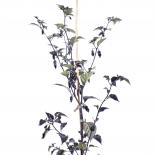 Kathumby Chilliseeds 