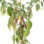 Kecskeszari Chilliseeds 