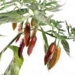 Korteidoscope Chilliseeds 