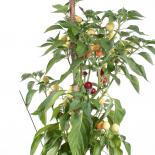 Lebanese Marble Chilliseeds 